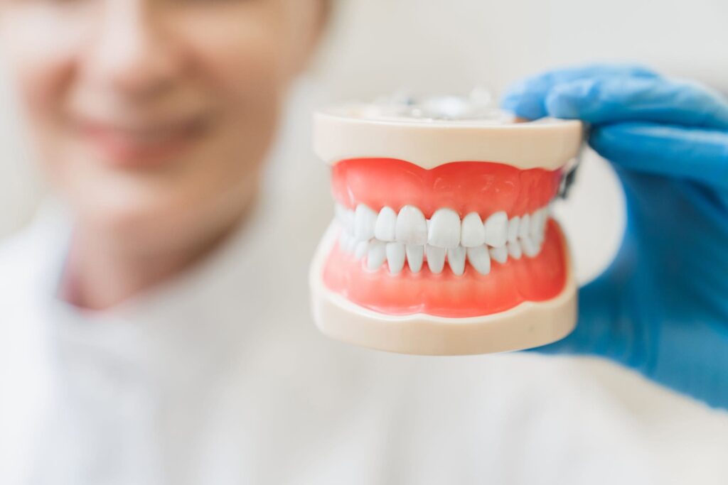 female orthodontist stemmatologist dentist holding teeth model